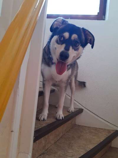 Dogorama Photo Challenge - Tarnung ist alles-Beitrag-Bild