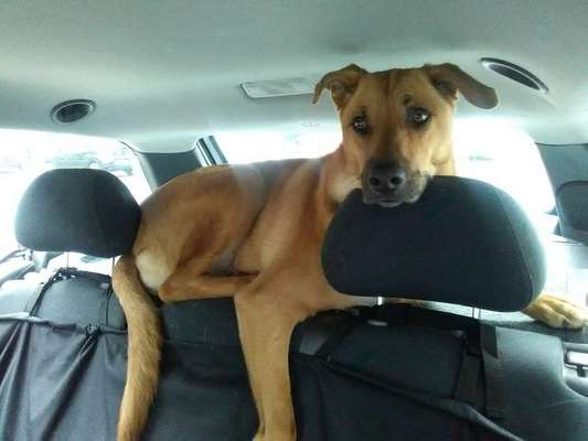 Dogorama Photo Challenge - Tarnung ist alles-Beitrag-Bild