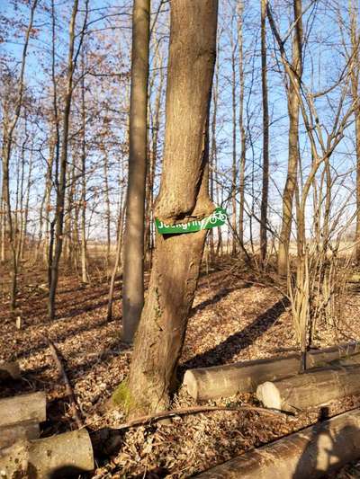 Die wunderschöne Welt mit Hund.-Beitrag-Bild