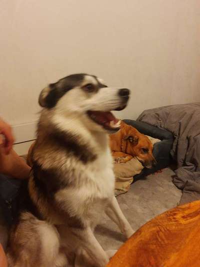 Dogorama Photo Challenge - Spielgesicht-Beitrag-Bild