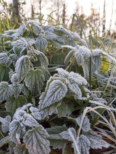 Die wunderschöne Welt mit Hund.-Beitrag-Bild