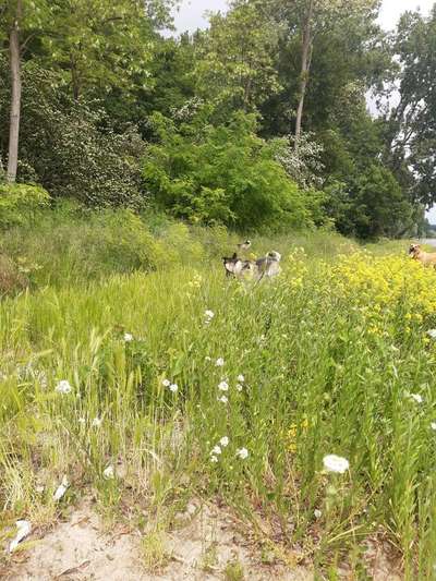 Die Dogorama Monats Challenge "Es grünt und blüht"-Beitrag-Bild