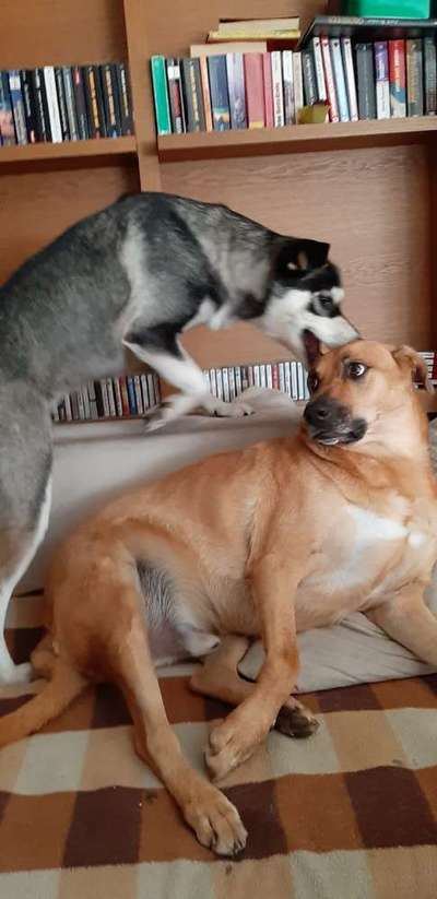 Dogorama Photo Challenge - Spielgesicht-Beitrag-Bild