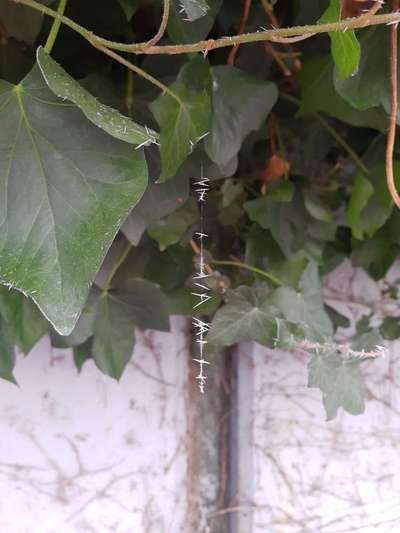 Die wunderschöne Welt mit Hund.-Beitrag-Bild