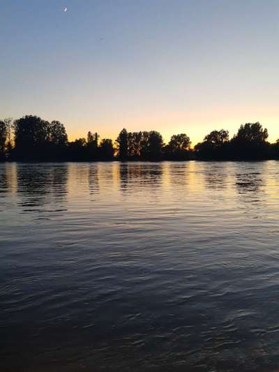 Die wunderschöne Welt mit Hund.-Beitrag-Bild