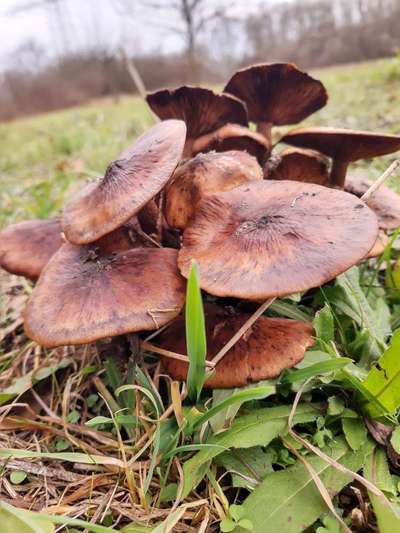 Die wunderschöne Welt mit Hund.-Beitrag-Bild