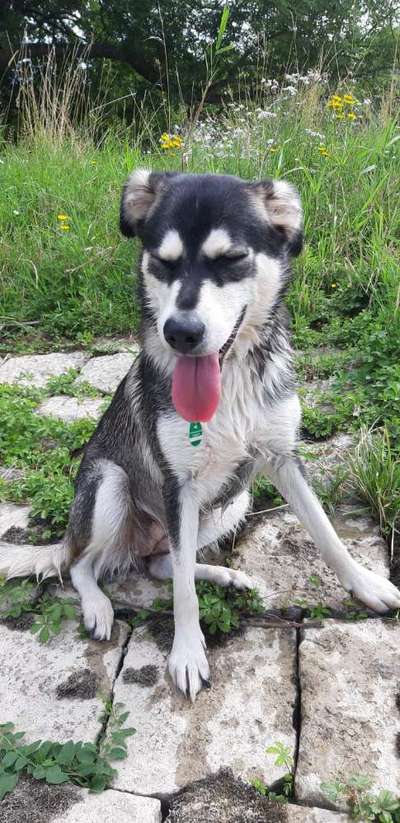 Tongue Out Tuesday-Beitrag-Bild