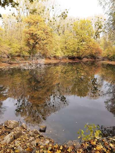 Die wunderschöne Welt mit Hund.-Beitrag-Bild