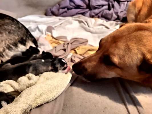 Welpen Bilder !-Beitrag-Bild