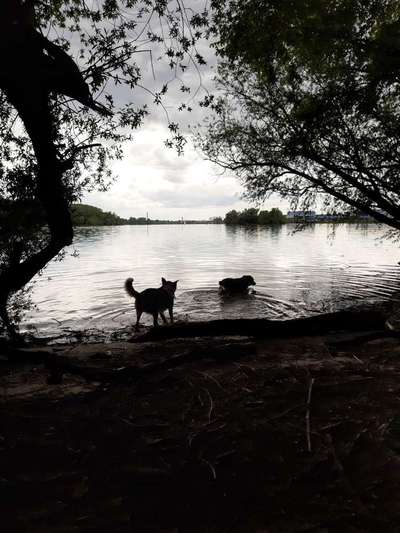 Dogorama Photo Challenge - schönster Gassiausblick-Beitrag-Bild