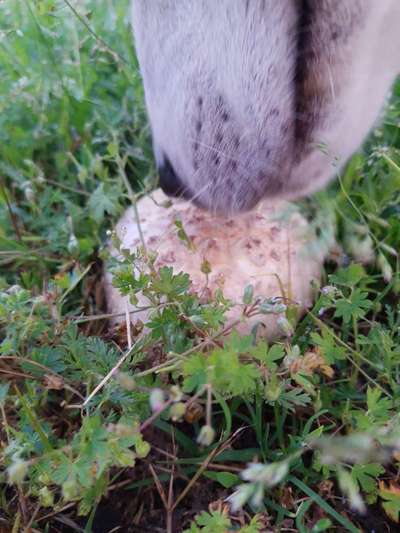 Die wunderschöne Welt mit Hund.-Beitrag-Bild