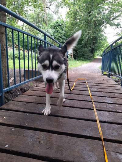 Tongue Out Tuesday-Beitrag-Bild