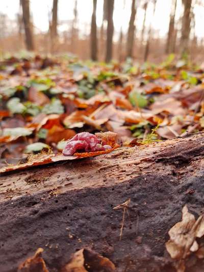 Die wunderschöne Welt mit Hund.-Beitrag-Bild