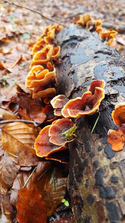 Die wunderschöne Welt mit Hund.-Beitrag-Bild