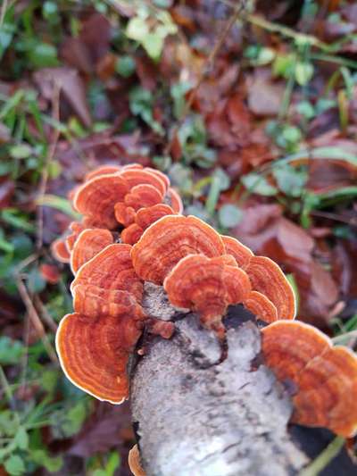 Die wunderschöne Welt mit Hund.-Beitrag-Bild