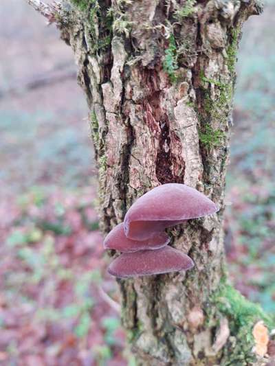 Die wunderschöne Welt mit Hund.-Beitrag-Bild