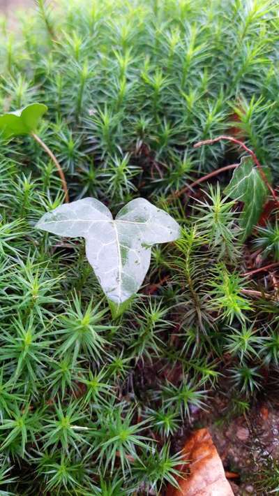 Die wunderschöne Welt mit Hund.-Beitrag-Bild