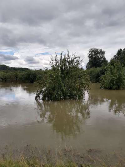 Die wunderschöne Welt mit Hund.-Beitrag-Bild