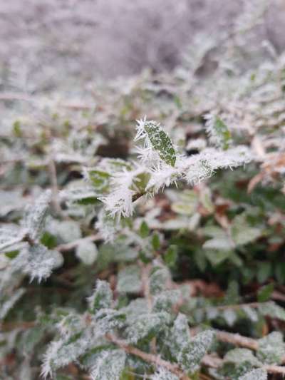Die wunderschöne Welt mit Hund.-Beitrag-Bild