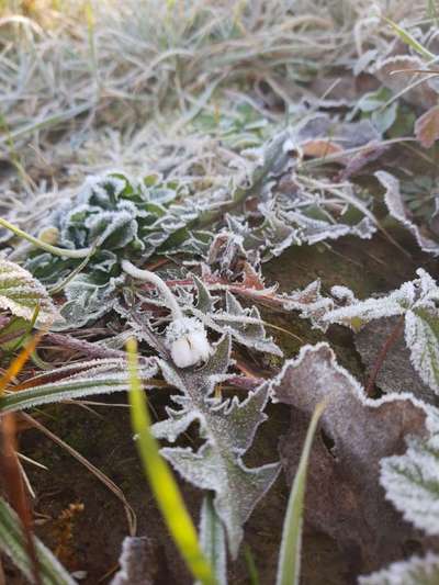 Die wunderschöne Welt mit Hund.-Beitrag-Bild