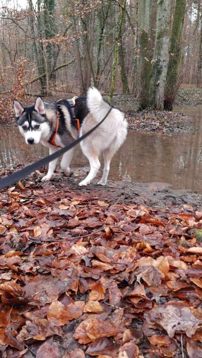 Die wunderschöne Welt mit Hund.-Beitrag-Bild