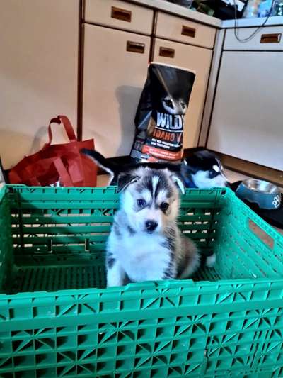 Welpen Bilder !-Beitrag-Bild