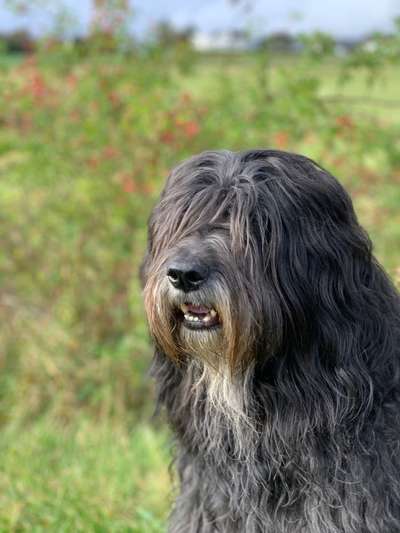 Gos d'Atura Català (Katalanischer Schäferhund)-Beitrag-Bild