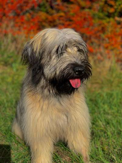 Gos d'Atura Català (Katalanischer Schäferhund)-Beitrag-Bild