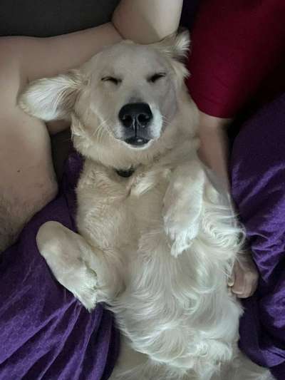Wo sind die Golden Retriever Liebhaber?-Beitrag-Bild