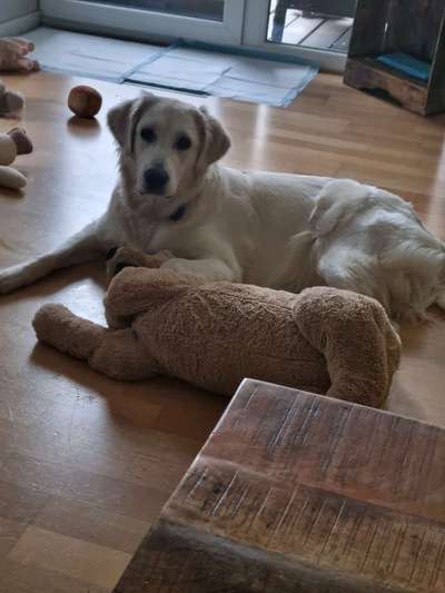 Reinrassige Hunde?-Beitrag-Bild