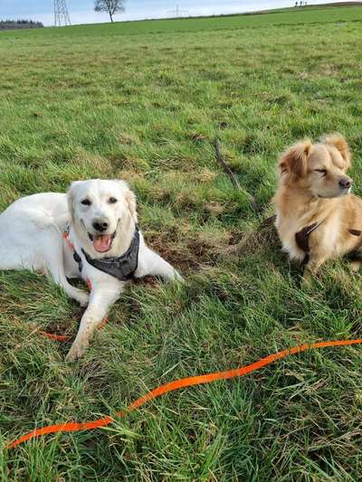 Reinrassige Hunde?-Beitrag-Bild