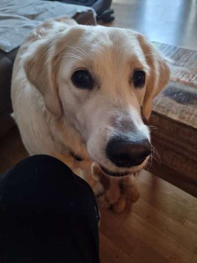 Reinrassige Hunde?-Beitrag-Bild