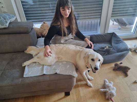 Reinrassige Hunde?-Beitrag-Bild