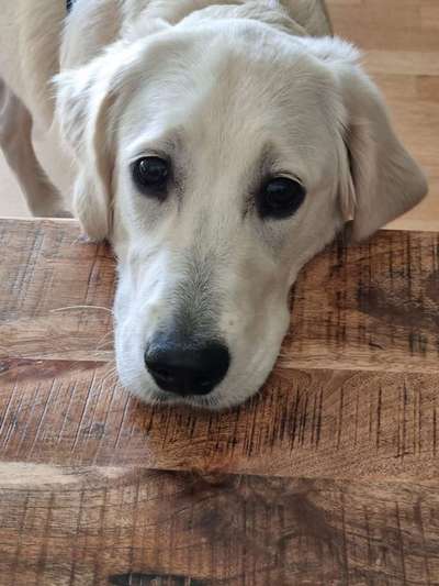 Wo sind die Golden Retriever Liebhaber?-Beitrag-Bild