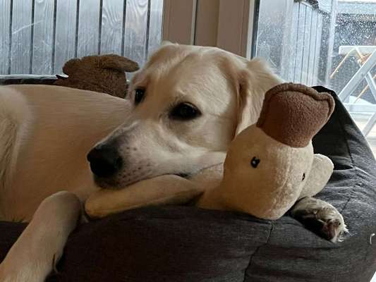 Wo sind die Golden Retriever Liebhaber?-Beitrag-Bild