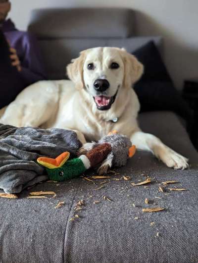 Wo sind die Golden Retriever Liebhaber?-Beitrag-Bild