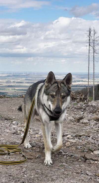 Seltene Rassen!-Beitrag-Bild