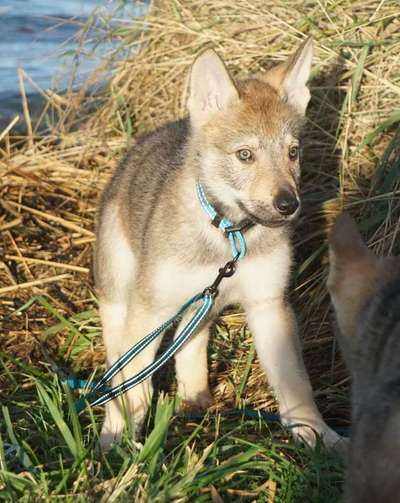 Welpen Bilder !-Beitrag-Bild