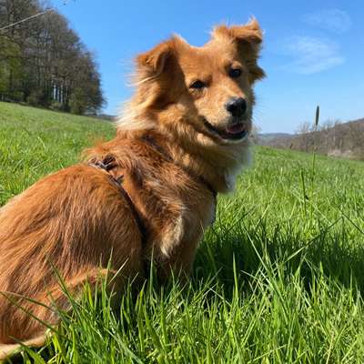 Hundetreffen-Social Walk Spaziergang-Bild