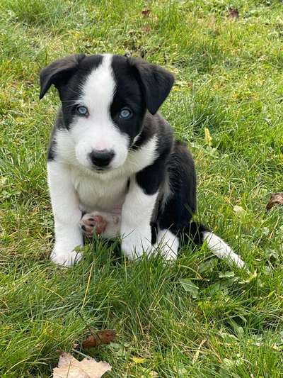 Welpen Bilder !-Beitrag-Bild