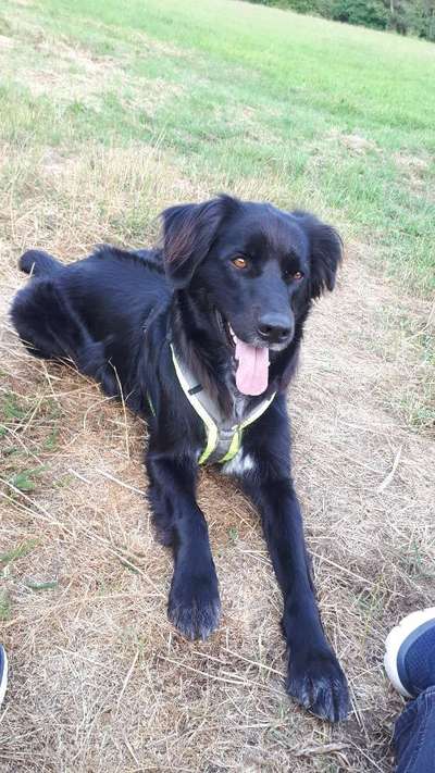 Rhodesian Ridgeback-Beitrag-Bild