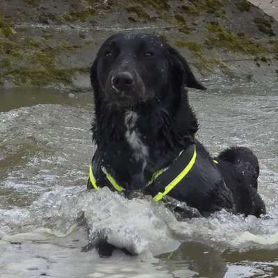 Hundetreffen-Gassi /Spaziergänge - treffen 🐾-Bild