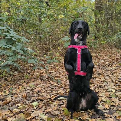 Hundetreffen-Gassirunden und Spielen oder Lernen-Bild