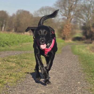 Hundetreffen-Gassirunden und Spielen oder Lernen-Bild