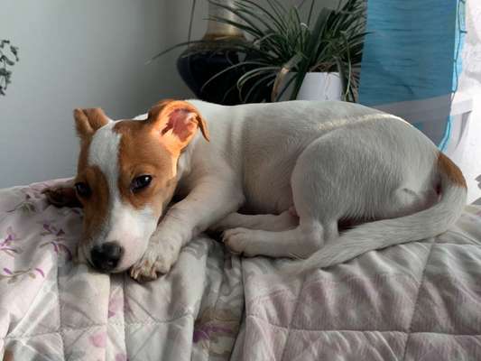 Gibt es noch mehr Spitz/Jack Russel + Dackel Mixe?-Beitrag-Bild