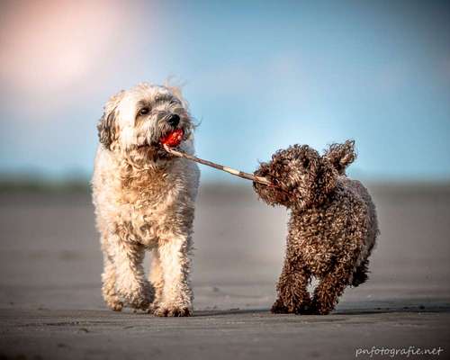 Die Dogorama Kalender Challenge Titelbild-Beitrag-Bild