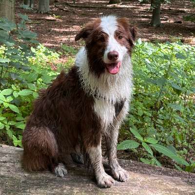 aktuelles Foto Gruppe Australian Shepherd