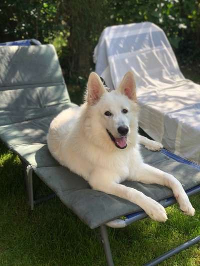 Weißer Schweizer Schäferhund-Beitrag-Bild