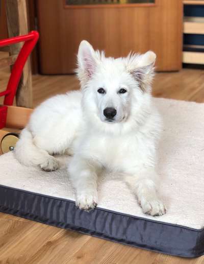 Schäferhund-Beitrag-Bild