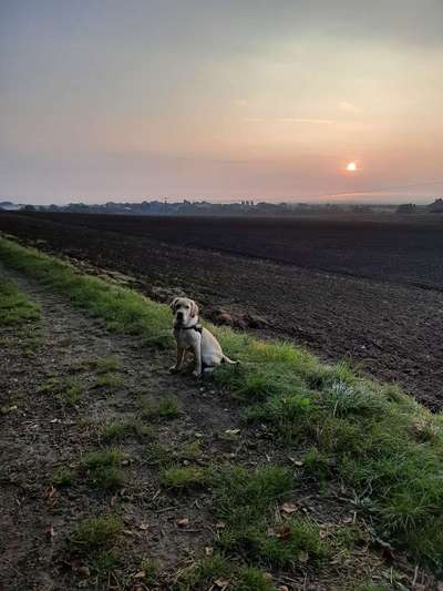 Hundetreffen-Spielen und Spazieren-Bild